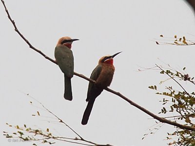 White-fronted Bee-eater, Leconi, Gabon
