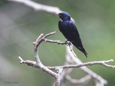 White-throated Blue Swallow, Mpivie River-Loango NP, Gabon
