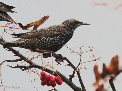 Starling, Baillieston-Glasgow, Clyde