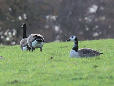 Canada Goose, Loch Lomond NNR, Clyde