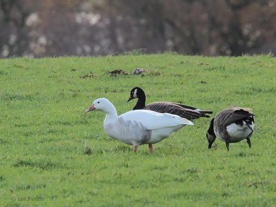 Canada Goose, Loch Lomond NNR, Clyde