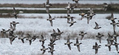 Eurasian Teal, Crom Mhin marsh-Loch Lomond NNR, Clyde