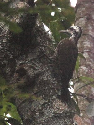 Golden-crowned Woodpecker, Ipasse-Makokou, Gabon