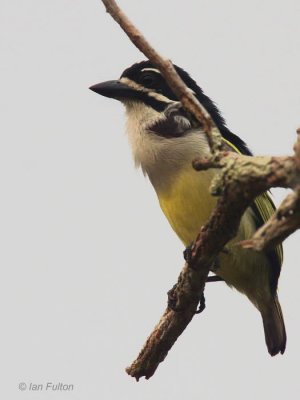 Yellow-rumped Tinkerbird, Leconi, Gabon