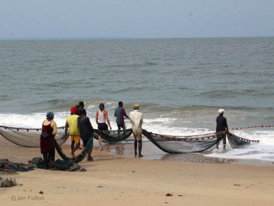 Shore net fishing, near Libreville, Gabon