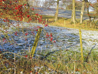 Hawthorn Berries, South Lanarkshire