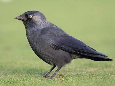 Jackdaw, Strathclyde CP, Clyde