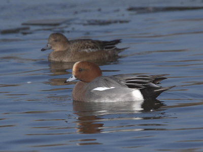 Wigeon, Caerlaverock WWT, Dumfries&Galloway