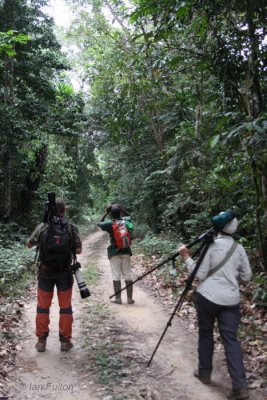 Birding a forest track, Lope NP, Gabon