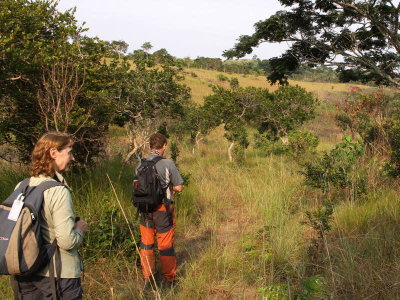 Birding in the grassland tracks, Leconi, gabon