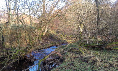 Auchingyle Burn and Wood, Loch Lomond