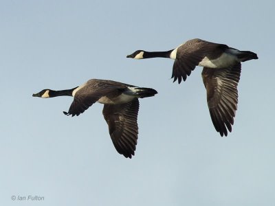 Canada Geese, Loch Lomond NNR, Clyde