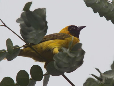 Loango Weaver, Port Gentil, Gabon