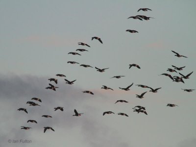 Greenland White-fronted Geese, Endrick Mouth, Clyde