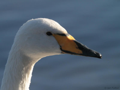 Whooper Swan, Hogganfield Loch, Clyde
