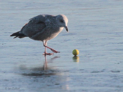 Herring Gull + golf ball, Hogganfield Loch, Clyde