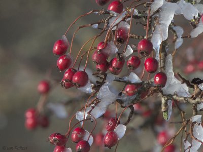 Iced Hawthorn berries, Loch Lomond NNR, Clyde