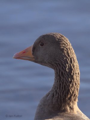 Greylag Goose, Hogganfield Loch, Glasgow