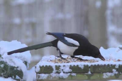 Magpie, Baillieston, Glasgow