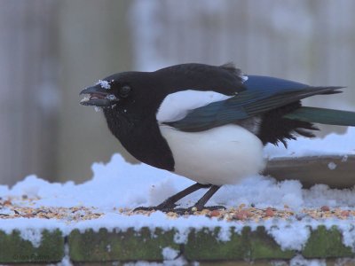 Magpie, Baillieston, Glasgow