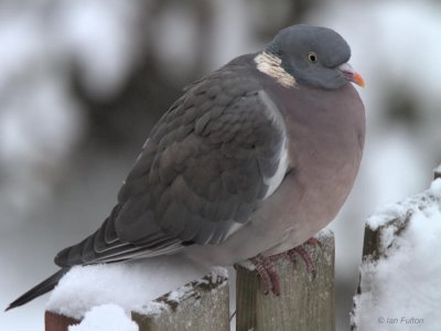 Wood Pigeon, Baillieston, Glasgow