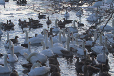 Swans and Geese, Hogganfield Loch, Glasgow