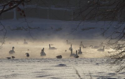 Swans at sunset, Hogganfield Loch, Glasgow