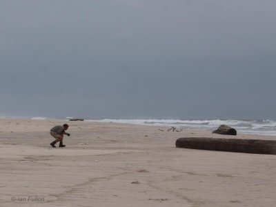 Christian stalking some Damara Terns, St Catherines Beach, Loango NP, Gabon