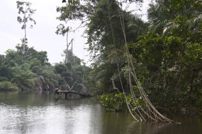 Akaka, Loango NP, Gabon