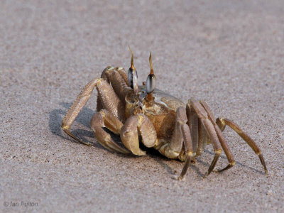 Crab sp, St Catherines Beach, Loango NP, Gabon