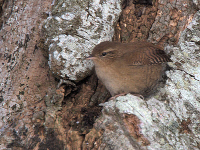 Wren, Loch Lomond NNR, Clyde