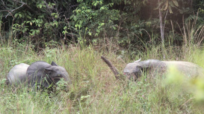 Forest Elephant, Lope NP, Gabon
