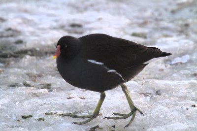 Moorhen, Hogganfield Loch, Glasgow