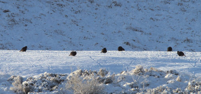 Black grouse lek site, Clyde area