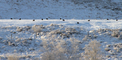 Black grouse lek site, Clyde area