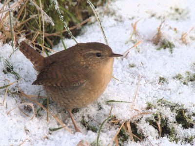 Wren, Auchingyle Wood-Loch Lomond NNR, Clyde