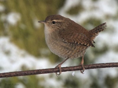 Wren, Auchingyle Wood-Loch Lomond NNR, Clyde