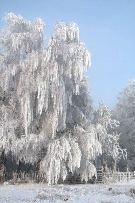Frost encrusted trees at Lime Hill, Loch Lomond NNR