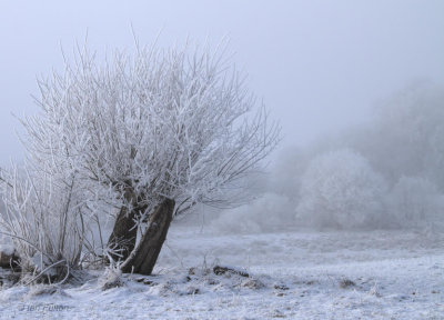 A frosted tree on Loch Lomond NNR