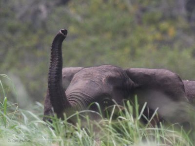 Forest Elephant, Akaka-Loango NP, Gabon