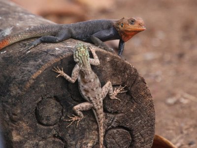 Rock Agama (male & female), Loango NP, Gabon