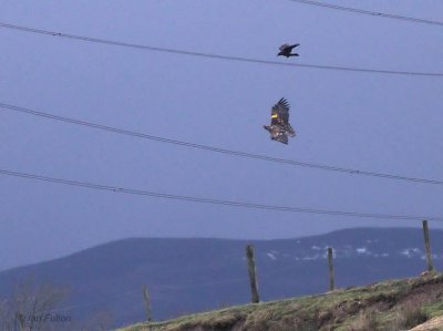 White-tailed Eagle, Endrick Water, Clyde