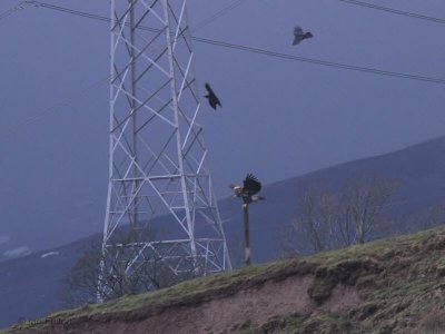 White-tailed Eagle, Endrick Water, Clyde