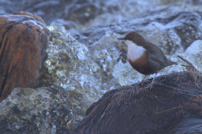 Dipper, Endrick Water, Clyde