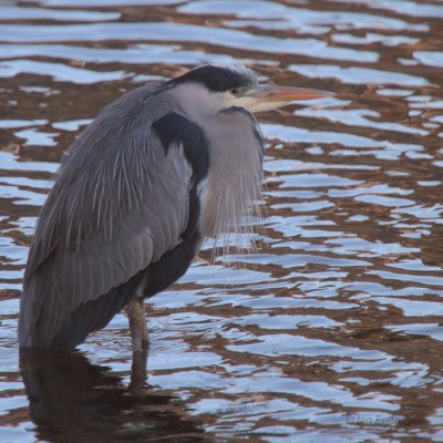 Grey Heron, White Cart Water-Paisley, Clyde