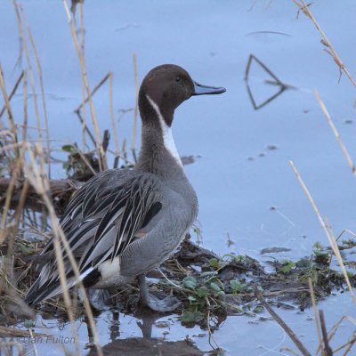 Northern Pintail (male), White Cart Water-Paisley, Clyde