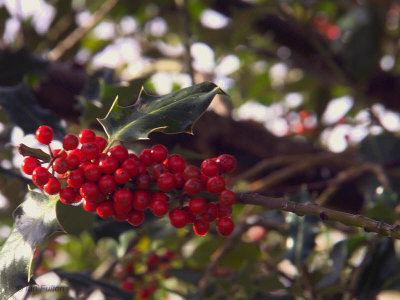 Holly berries, Glen Luss