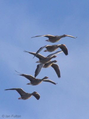 Greylag Geese, Ardmore Point, Clyde