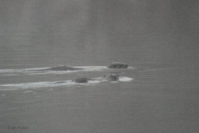 Otters, Endrick Water, Loch Lomond NNR