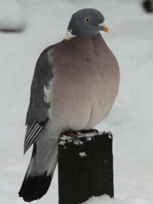 Wood Pigeon, Baillieston, Glasgow